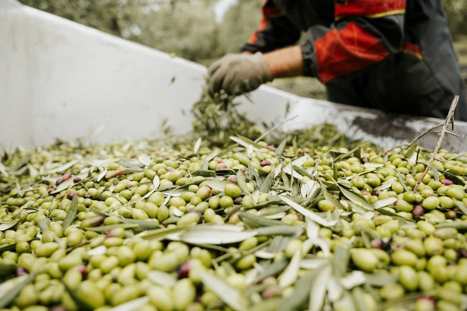 Immagine di uliveto o processo di produzione